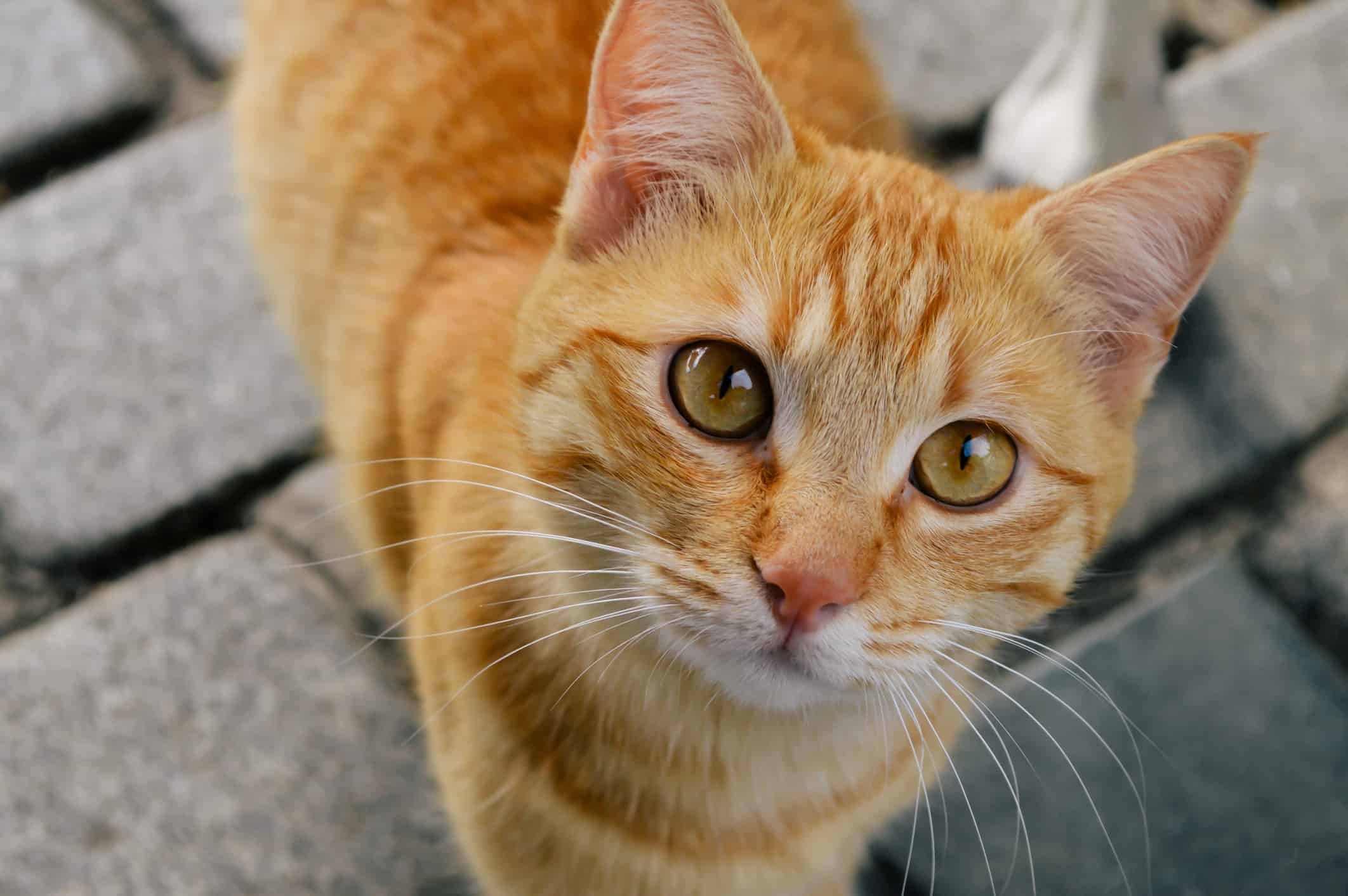 Gatto soriano arancione
