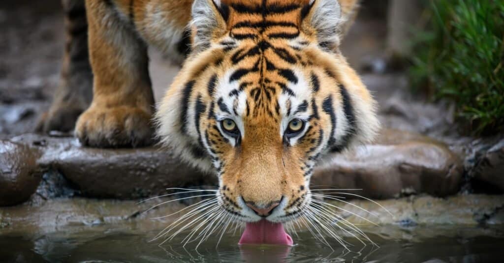 I gatti più forti sono la tigre
