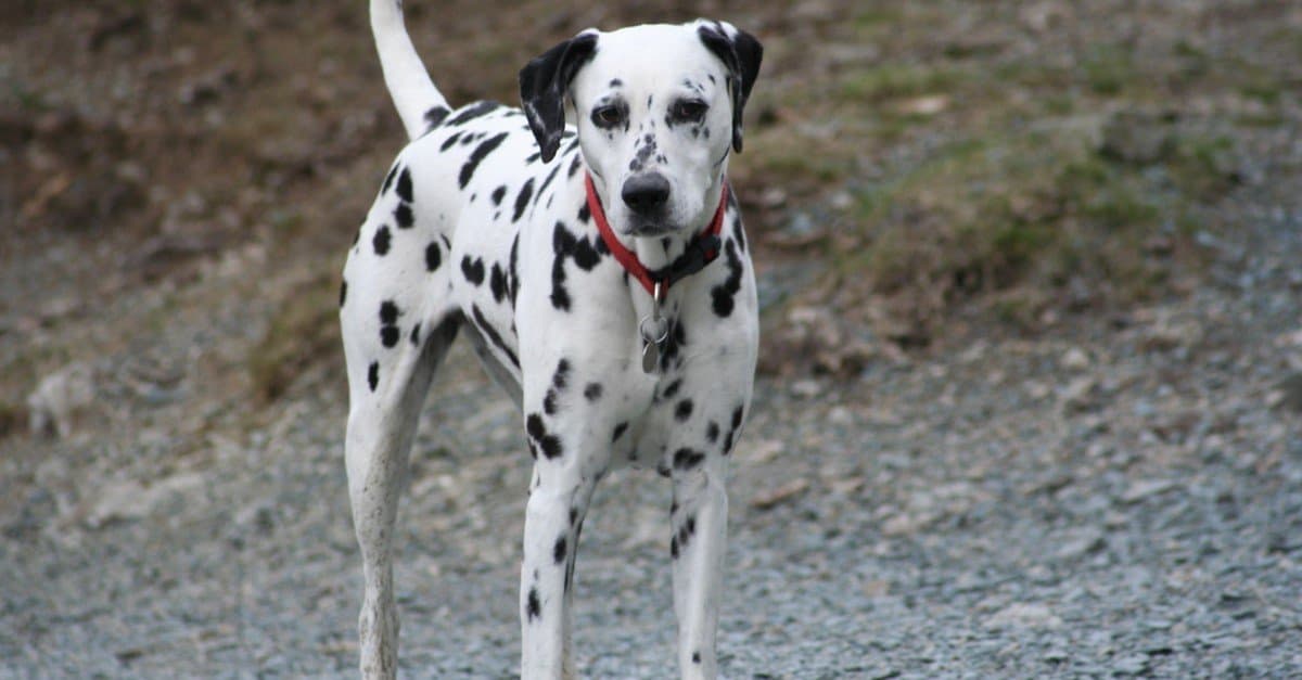 Dalmata con collare rosso