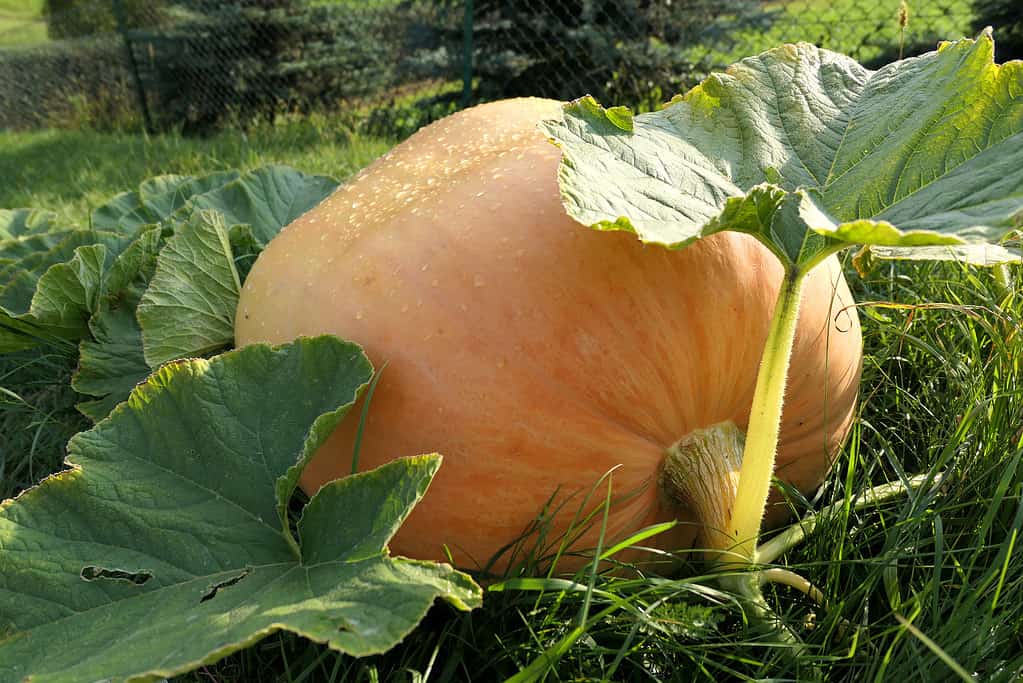 Zucca gigante atlantica che cresce nel giardino