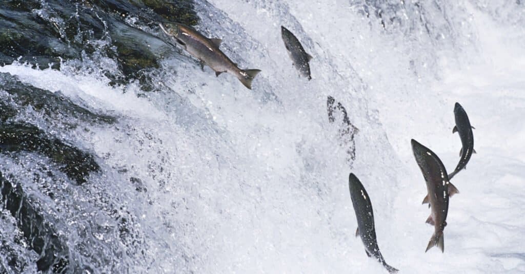 Migrazione degli animali - salmone