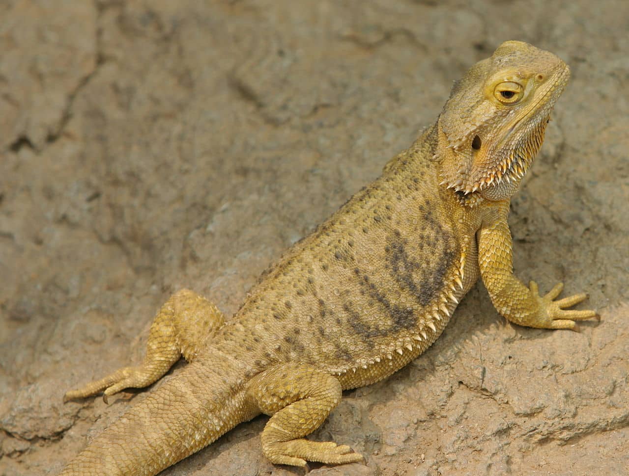 1. La muta è contagiosa per gli occhi del drago barbuto