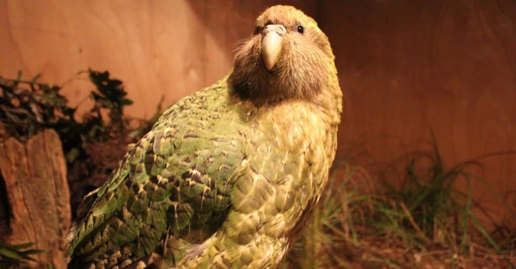 Animali più rumorosi: Kakapos