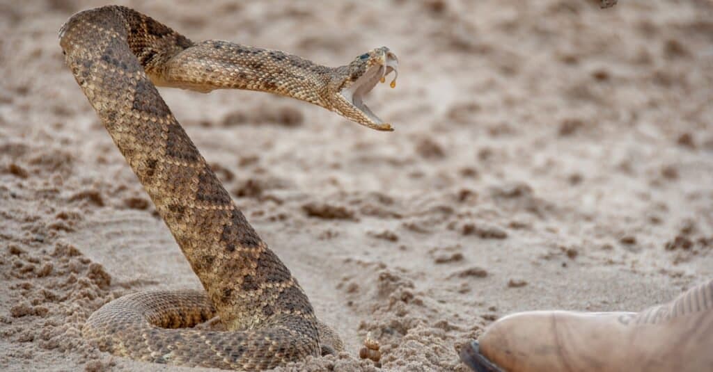 animali che cacciano i serpenti a sonagli