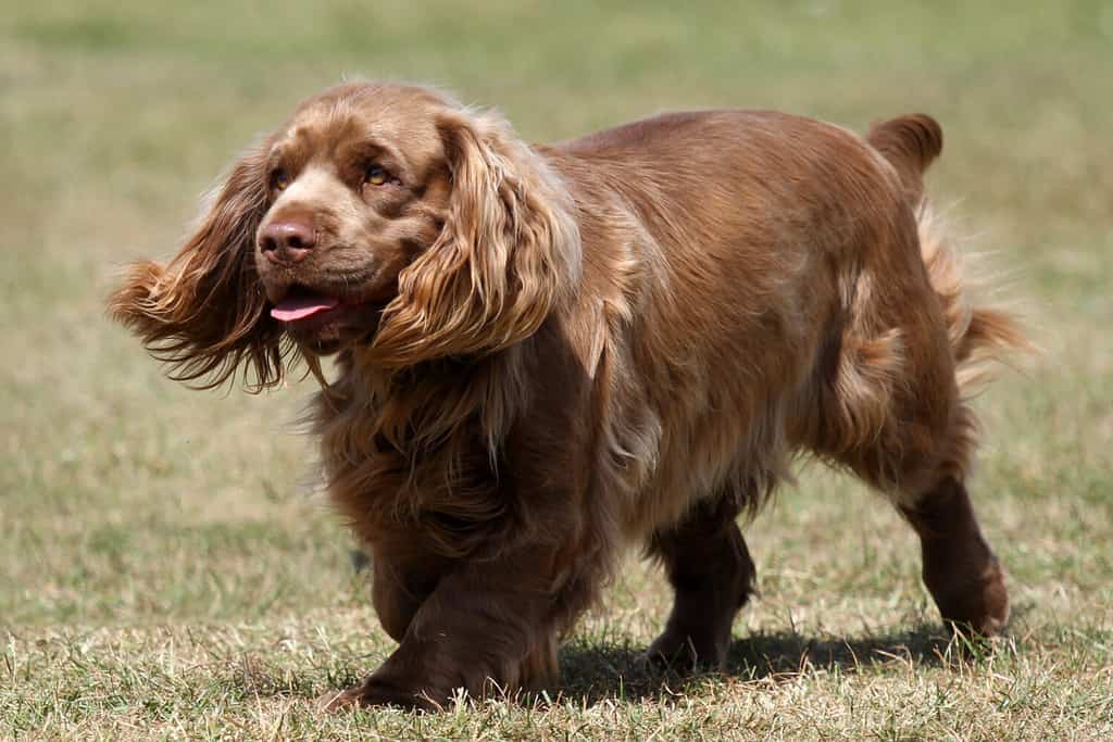 Un Sussex Spaniel sull'erba
