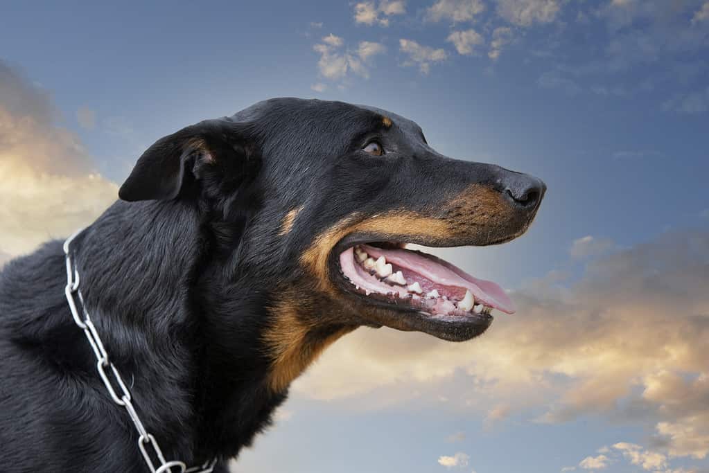 addestramento del pastore francese