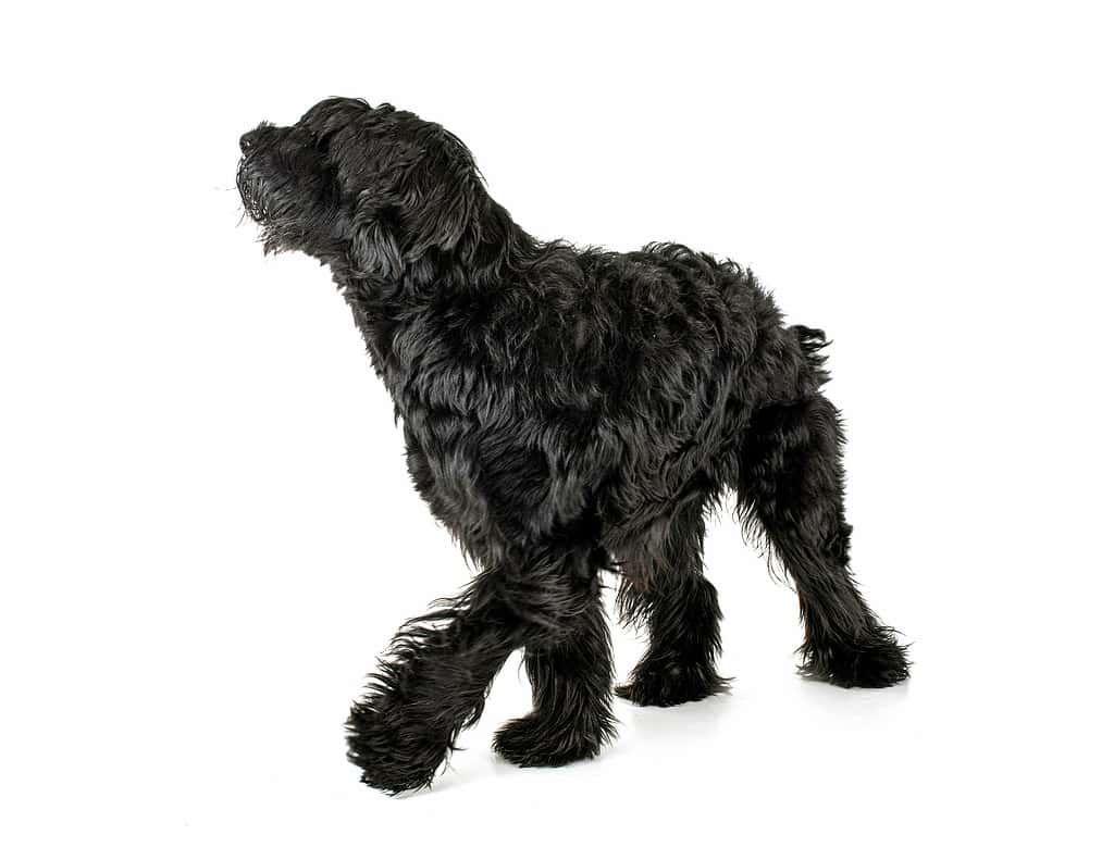 Schnauzer gigante davanti a sfondo bianco Animale, Colore nero, Immagine a colori, Ritagliato, Cane *Schnauzer gigante