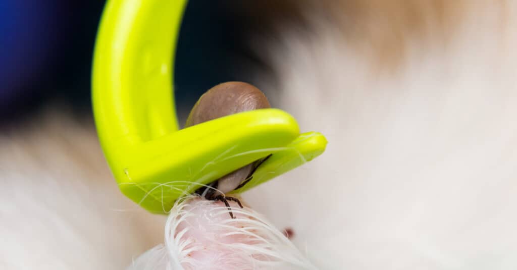 Rimozione di una zecca del cane dalla pelle del gatto con uno strumento apposito.