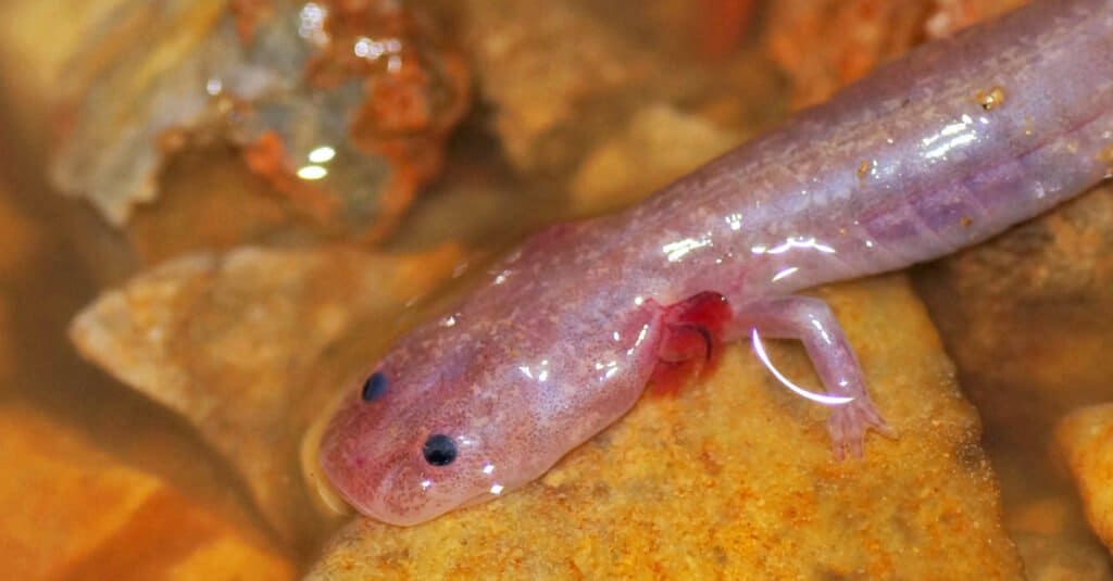 Animali ciechi – Salamandra cieca del Texas