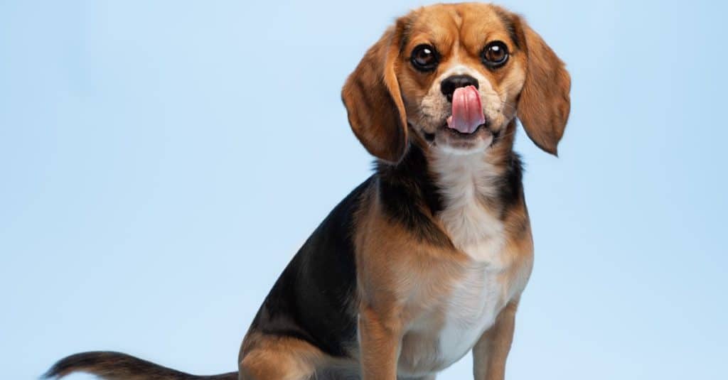 Cane Beaglier tricolore che si lecca il muso in posizione seduta.