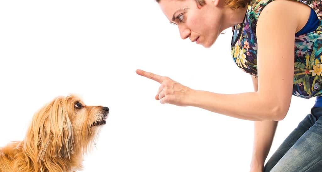 Ragazza che addestra un cane