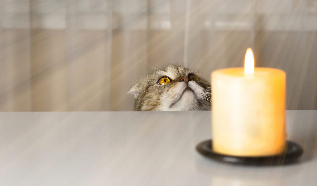 Gatto con una candela. Vita senza elettricità.