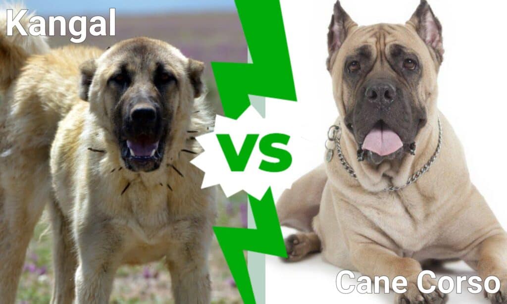 Kangal contro Cane Corso