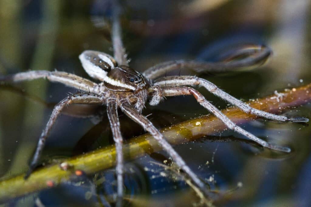 I 7 ragni più grandi della Florida
