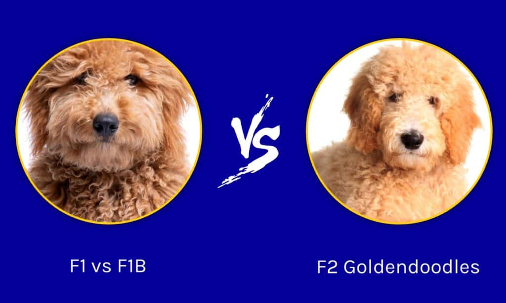 F1 contro F1B contro F2 Goldendoodles