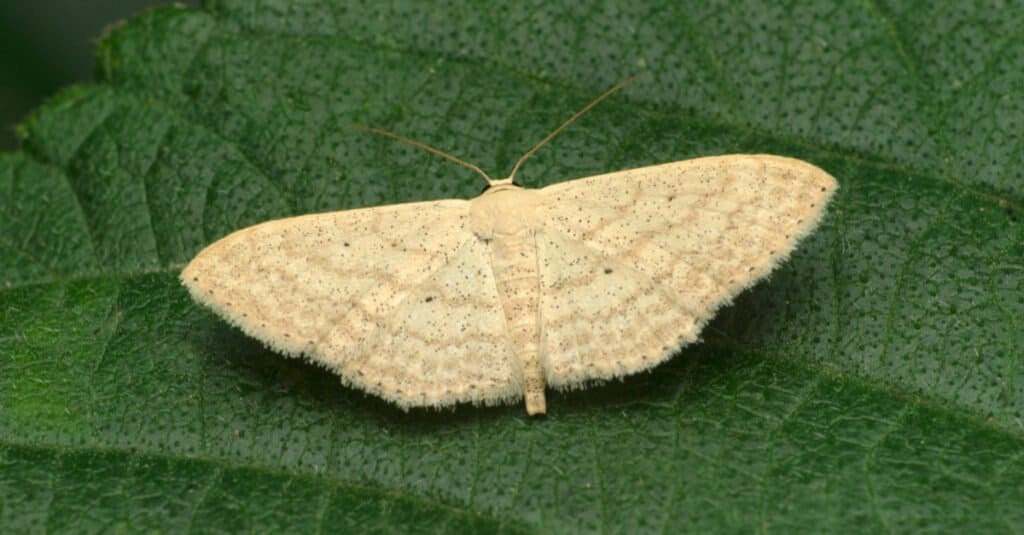 primo piano di una falena strega bianca su una foglia