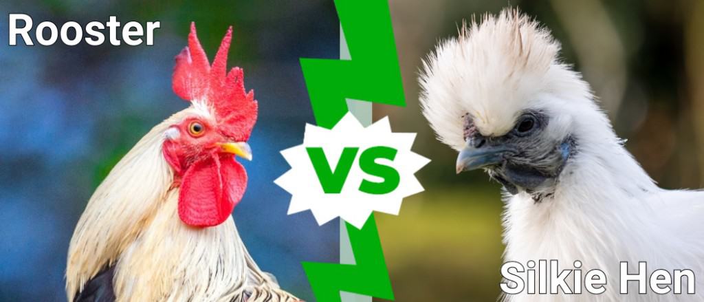 Gallo contro gallina setosa
