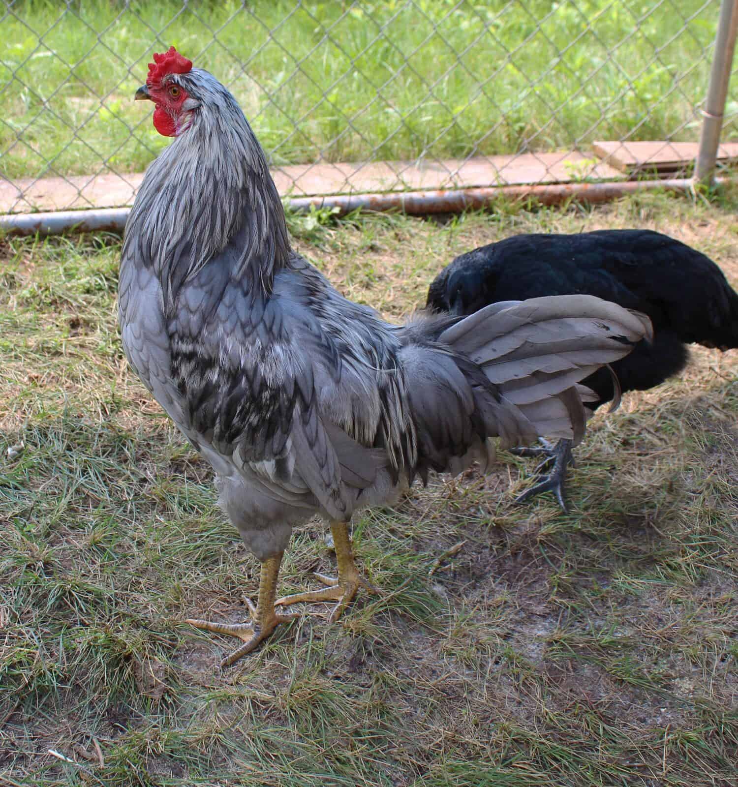Un giovane gallo blu merlano