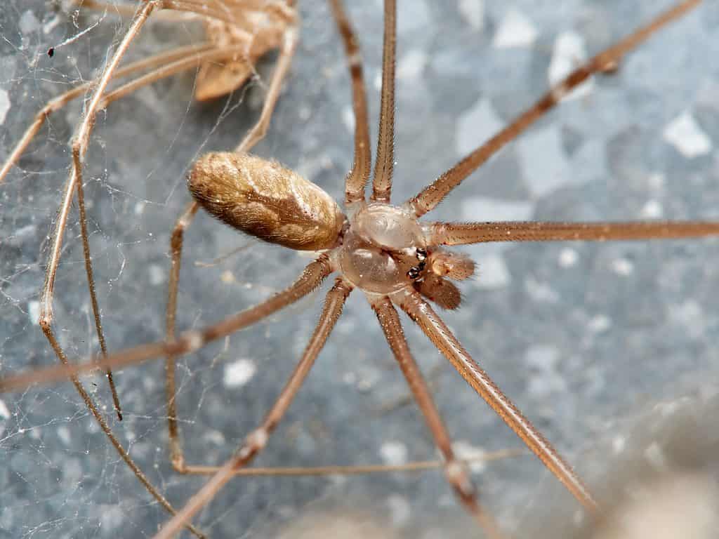 Ragno marmorizzato della cantina, Holocnemus pluchei