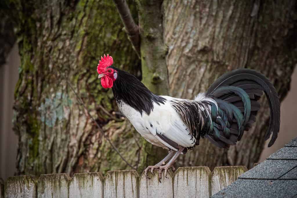 Un gallo di Lakenvelder appollaiato su una recinzione sopra il pollaio, con un albero sullo sfondo.