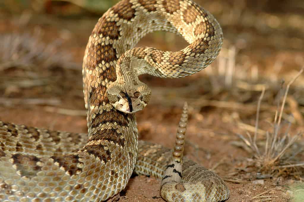 Serpente a sonagli del Mojave
