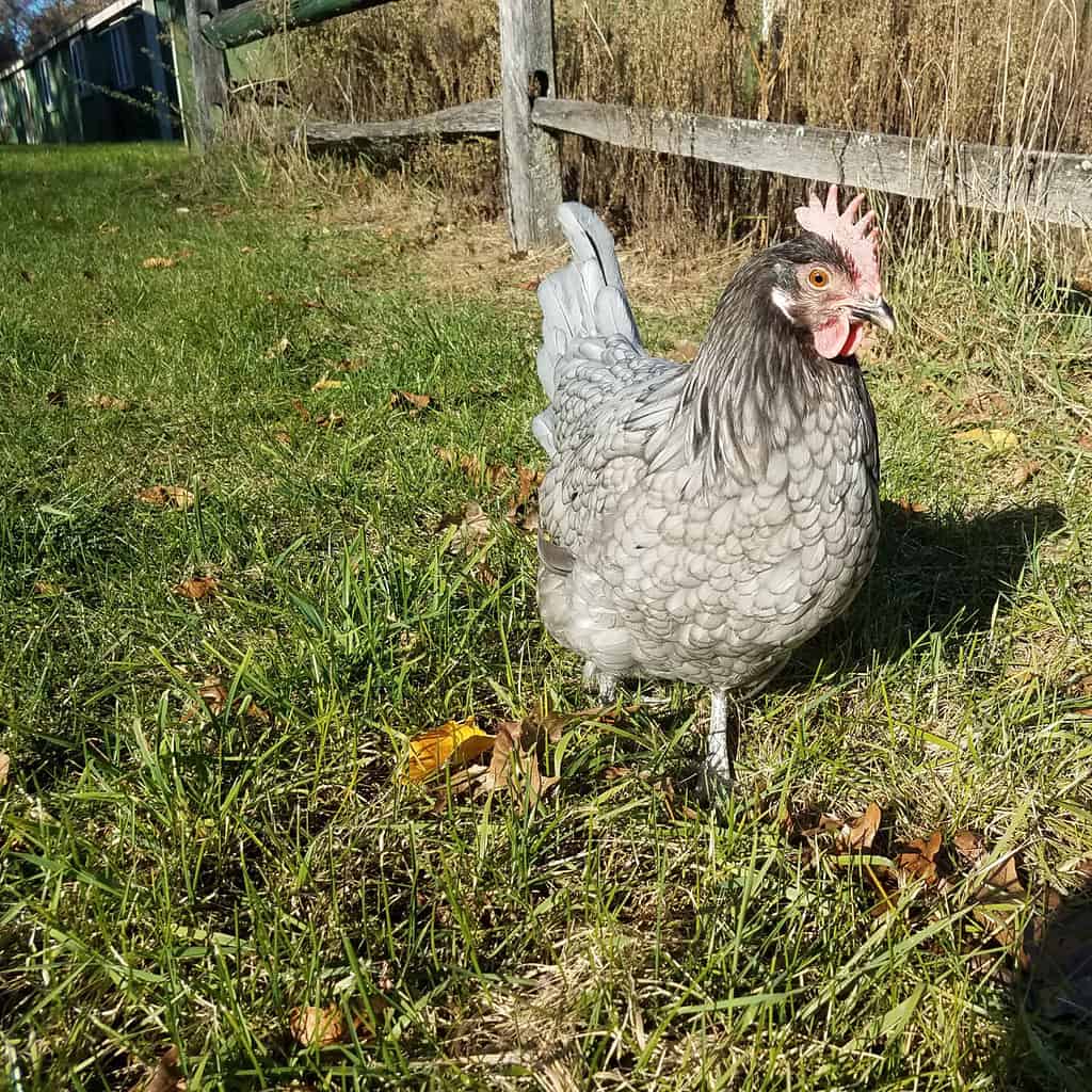 gallina andalusa blu da recinzione
