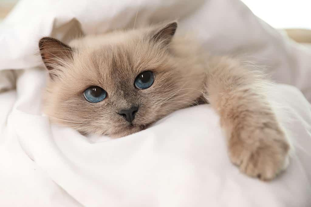 Gatto domestico, Autunno, Birmano, Natura, Inverno