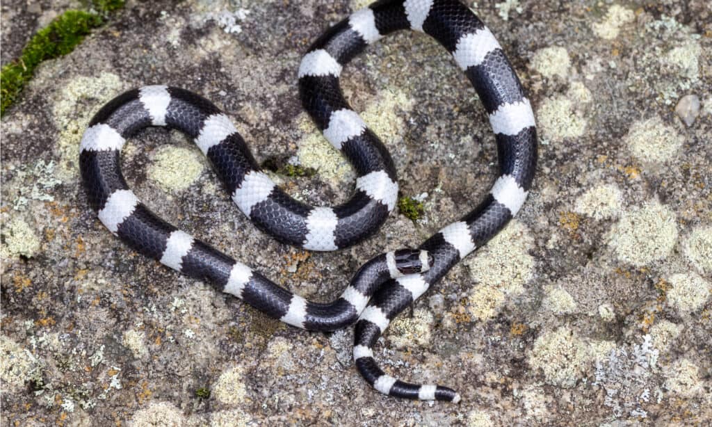 Bandy Bandy Serpente