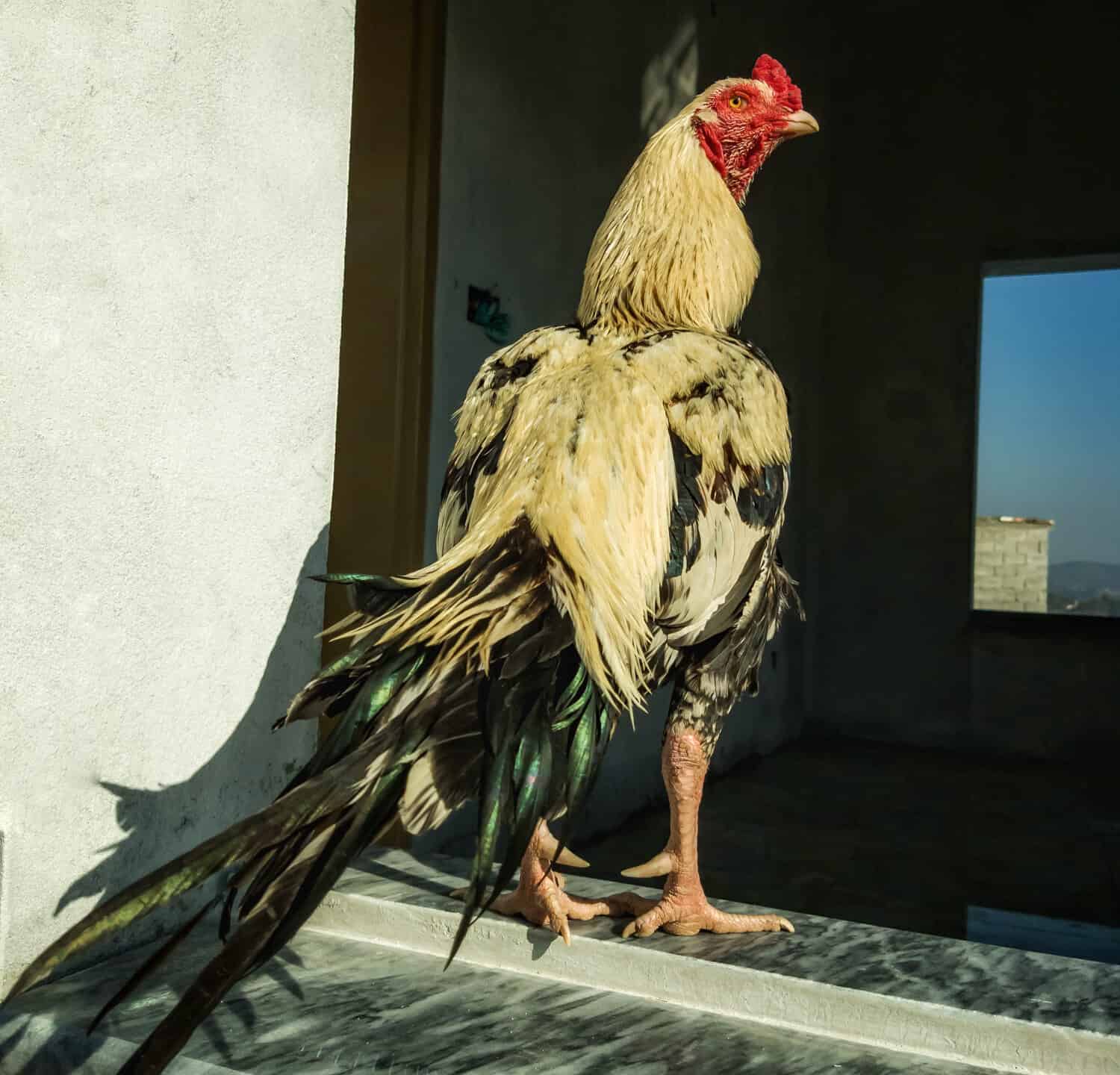 Ritratto di un bellissimo gallo da combattimento.