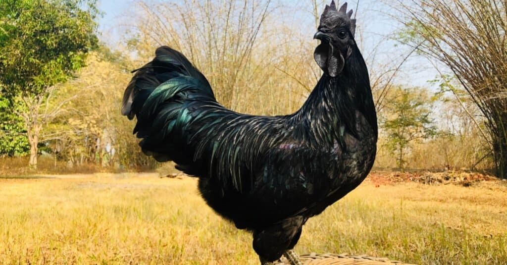 Gli uccelli più costosi: il pollo Ayam Cemani