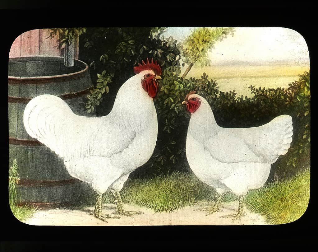 Polli giganti Jersey