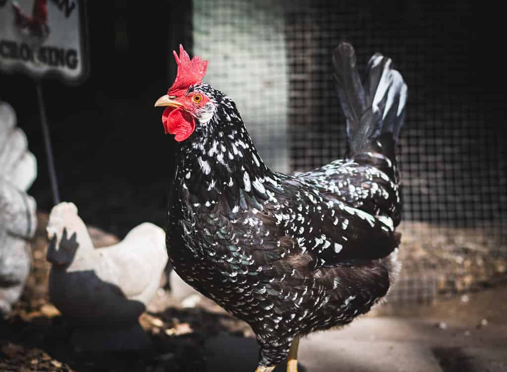 Gallina anconetana con cresta rossa grande