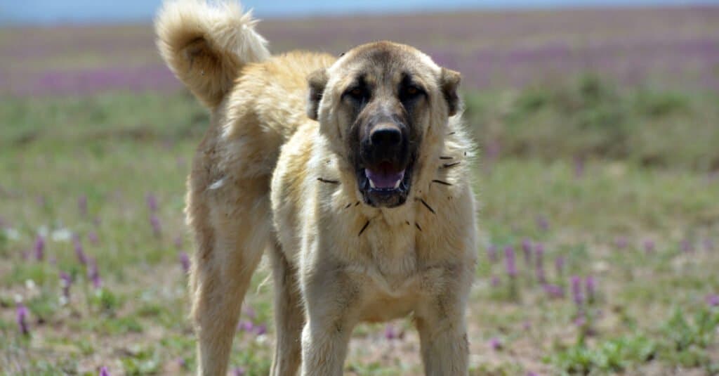 Kangal in campo con qualcosa attorno al collo