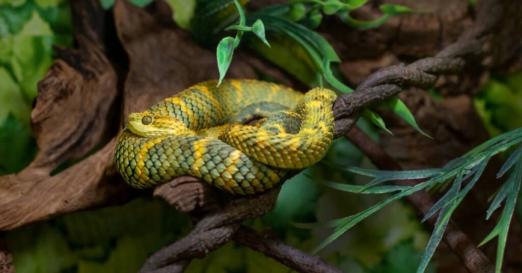 I colori della vipera dei cespugli possono essere uniformi o screziati con macchie nerastre.
