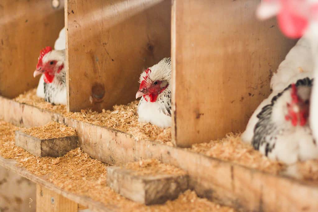 Galline adulte da cova