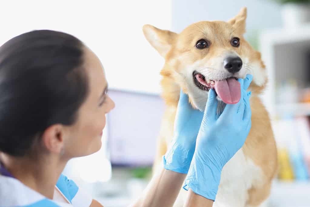 Il veterinario esegue un esame fisico della cavità orale del cane in primo piano