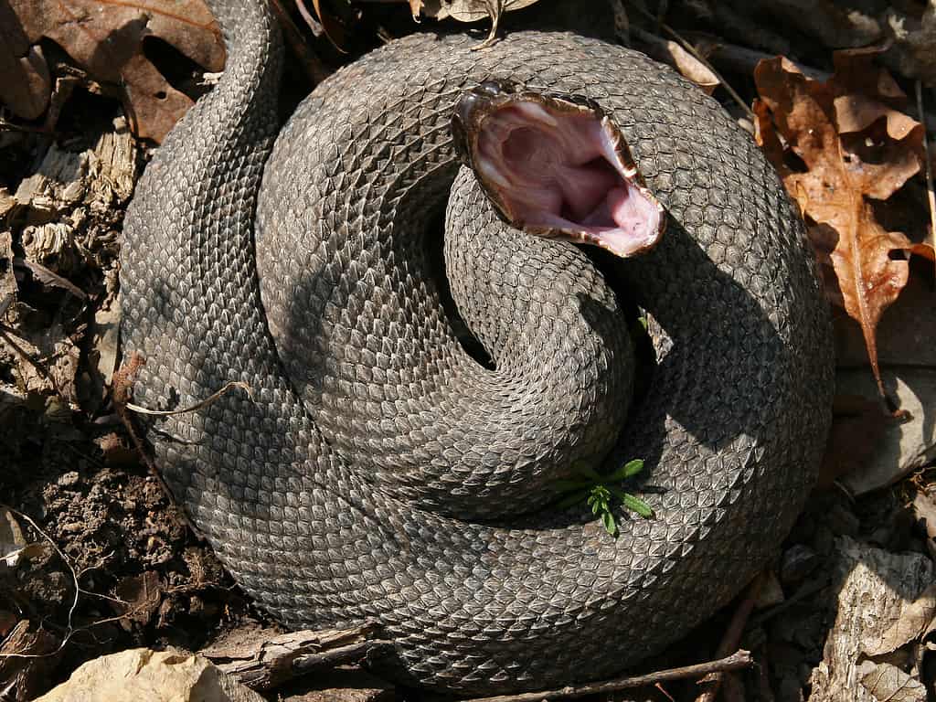 Serpente mocassino occidentale isolato