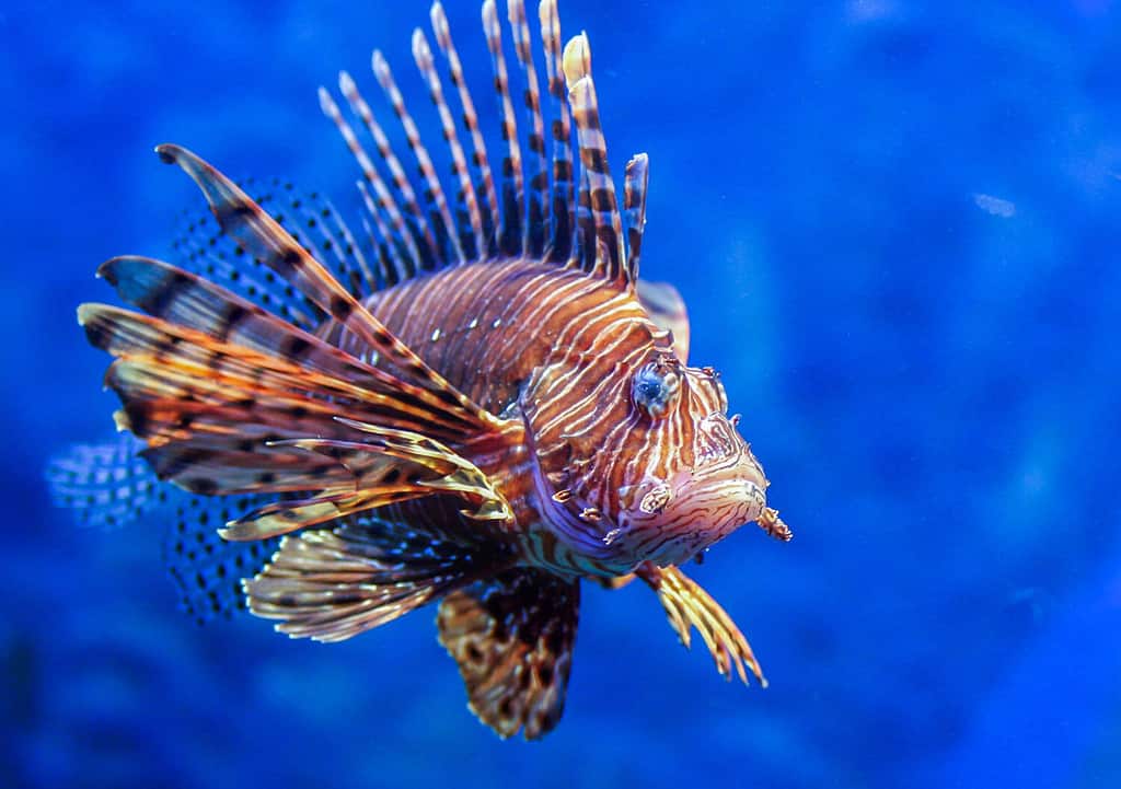 Pesce scorpione rosso - uno dei pesci pericolosi della barriera corallina. Animali bellissimi e pericolosi.