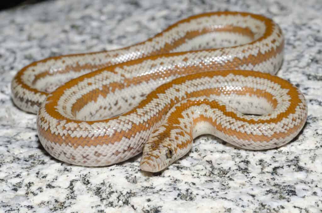 boa rosa