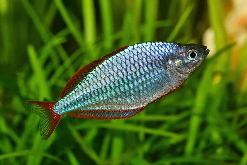 Pesce arcobaleno nano neon