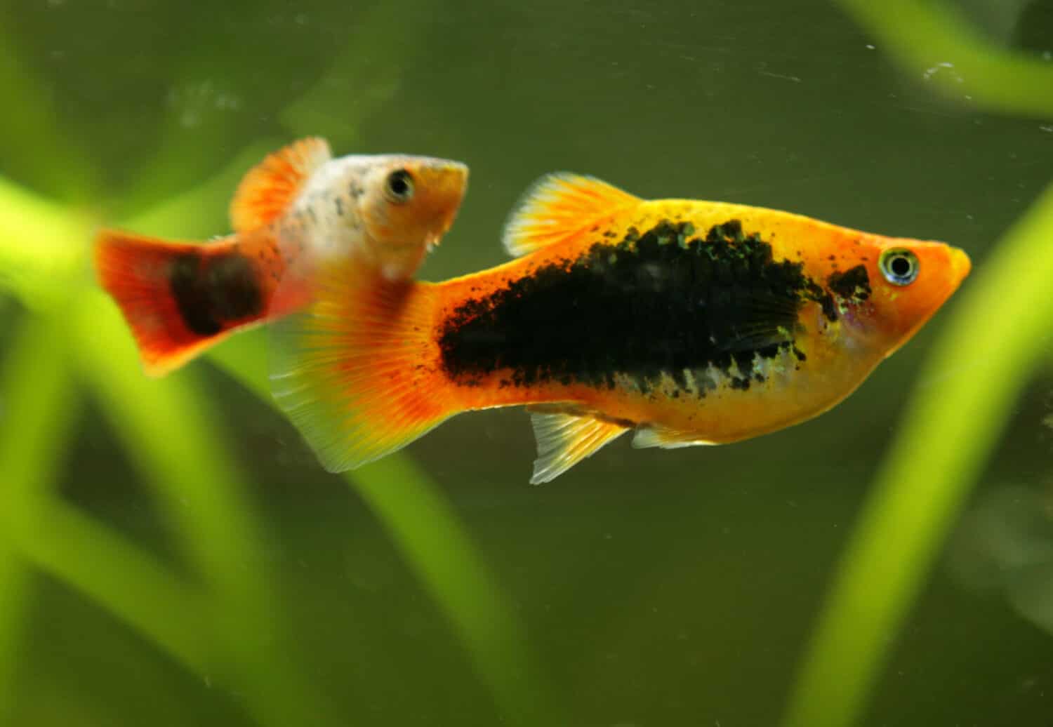 Pesce tropicale platy con sfondo verde