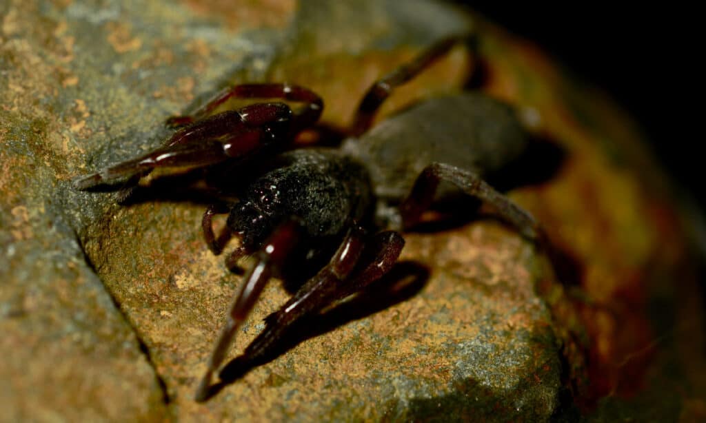 Ragno dalla coda bianca (Lampona cylindrata)