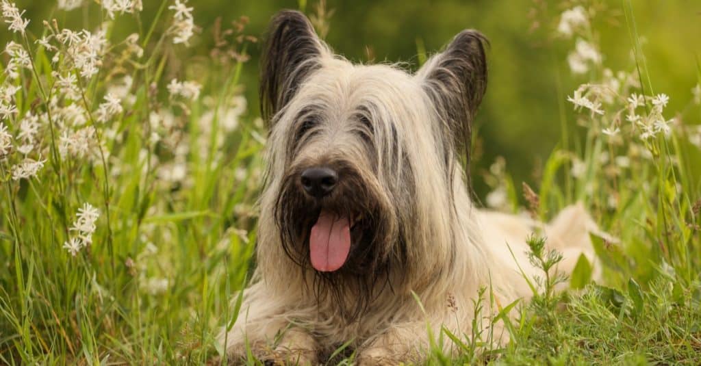 Skye Terrier nell'erba estiva