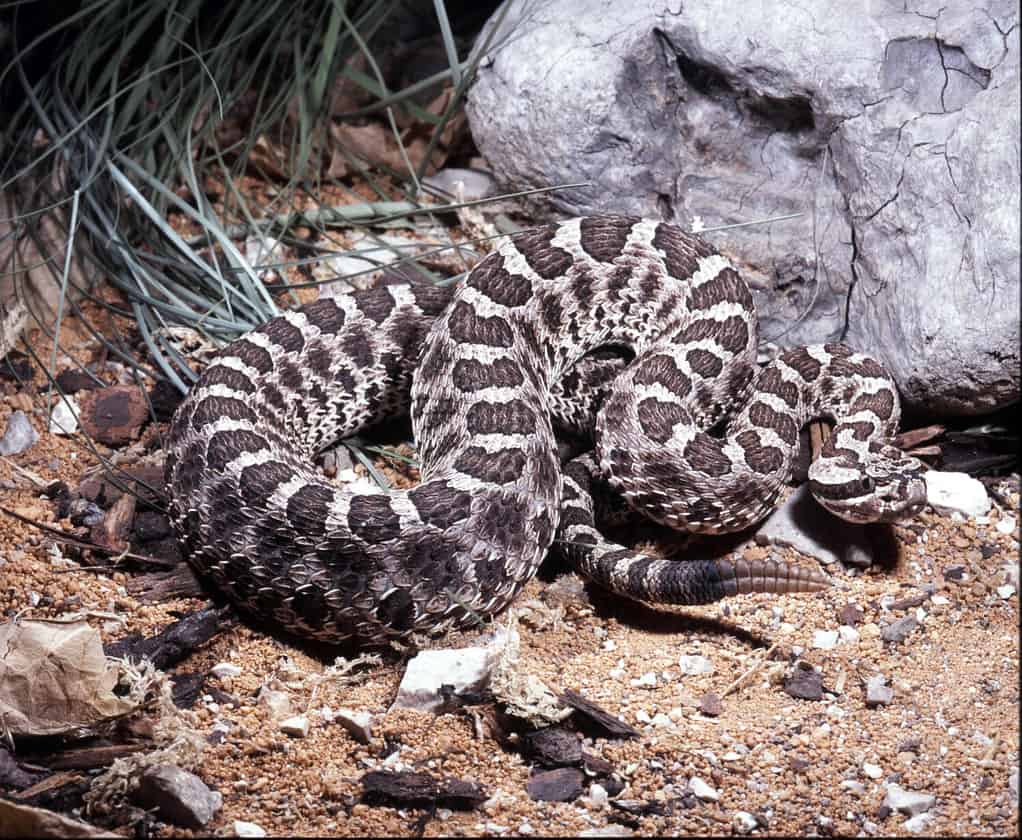 Massasauga orientale, Sistrurus catenatus tergeminus, un rappresentante minore del serpente a sonagli