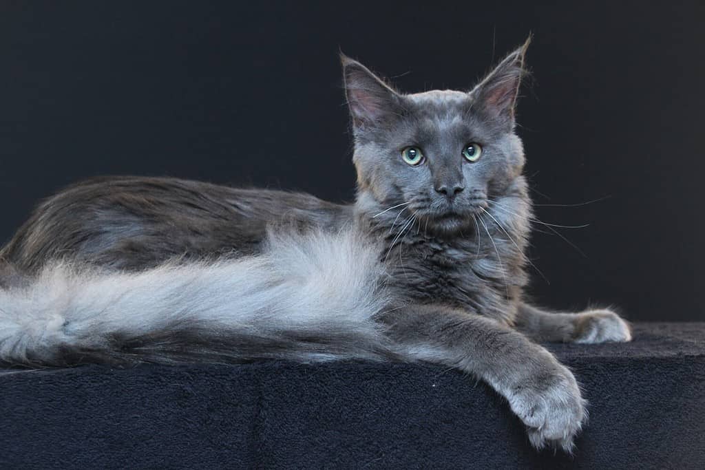 fumo blu Maine Coon maschio