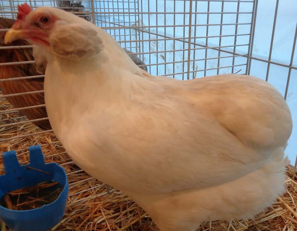 Pollo Araucana