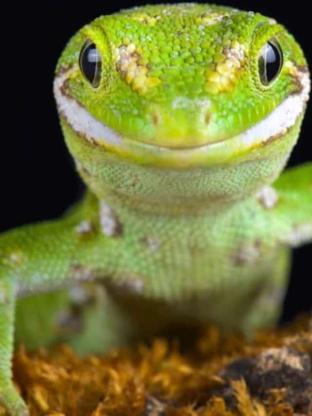 Durata della vita delle lucertole Quanto vivono le lucertole Immagine di copertina