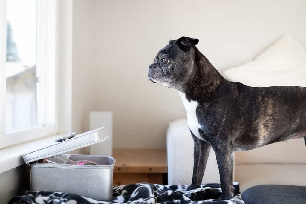 Cane anziano che guarda fuori dalla finestra mentre è in piedi su una sedia in attesa del padrone. Triste o ansioso. Profilo laterale di una femmina di Boston Terrier Pug di 9 anni con colorazione tigrata nera. Messa a fuoco selettiva.