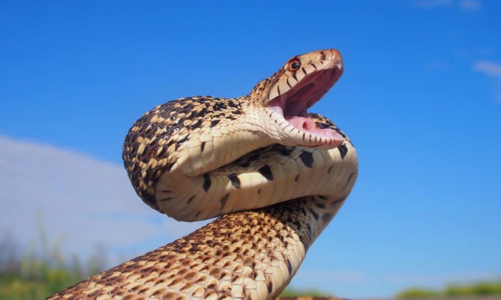 Serpente toro con fauci aperte
