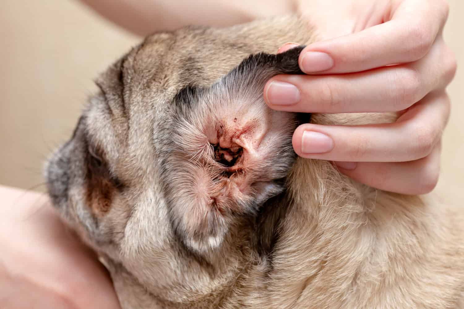 Orecchio sporco di un cane. Orecchio di un cane infettato da un acaro dell'orecchio.